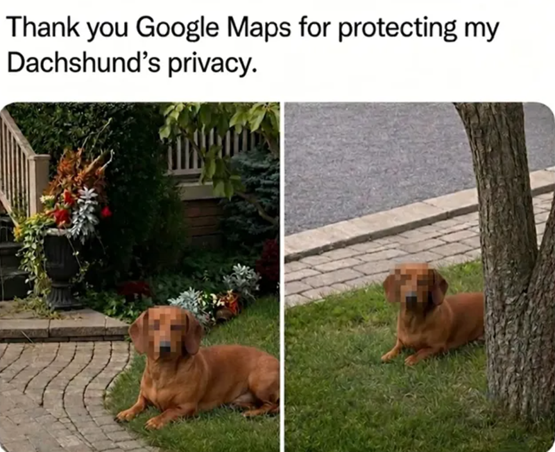 Thank you Google Maps for protecting my Dachshund's privacy.