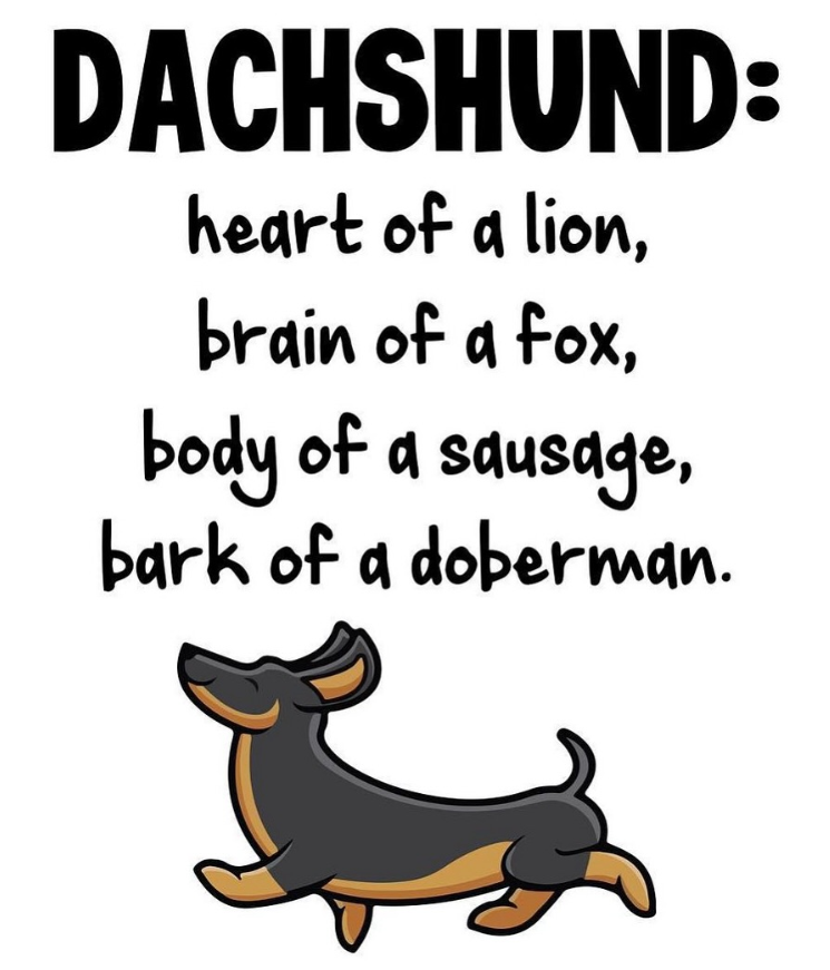 DACHSHUND: heart of a lion, brain of a fox, body of a sausage, bark of a doberman.