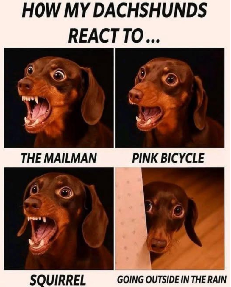 HOW MY DACHSHUNDS REACT TO... THE MAILMAN PINK BICYCLE SQUIRREL GOING OUTSIDE IN THE RAIN