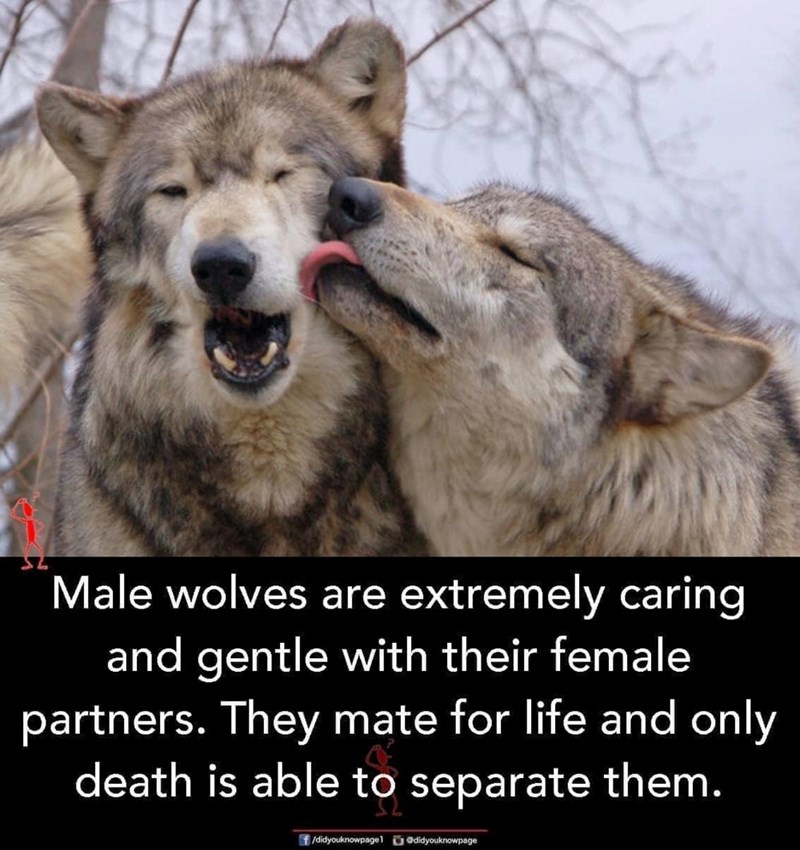 Male wolves are extremely caring and gentle with their female partners. They mate for life and only death is able to separate them. /didyouknowpage1 didyouknowpage