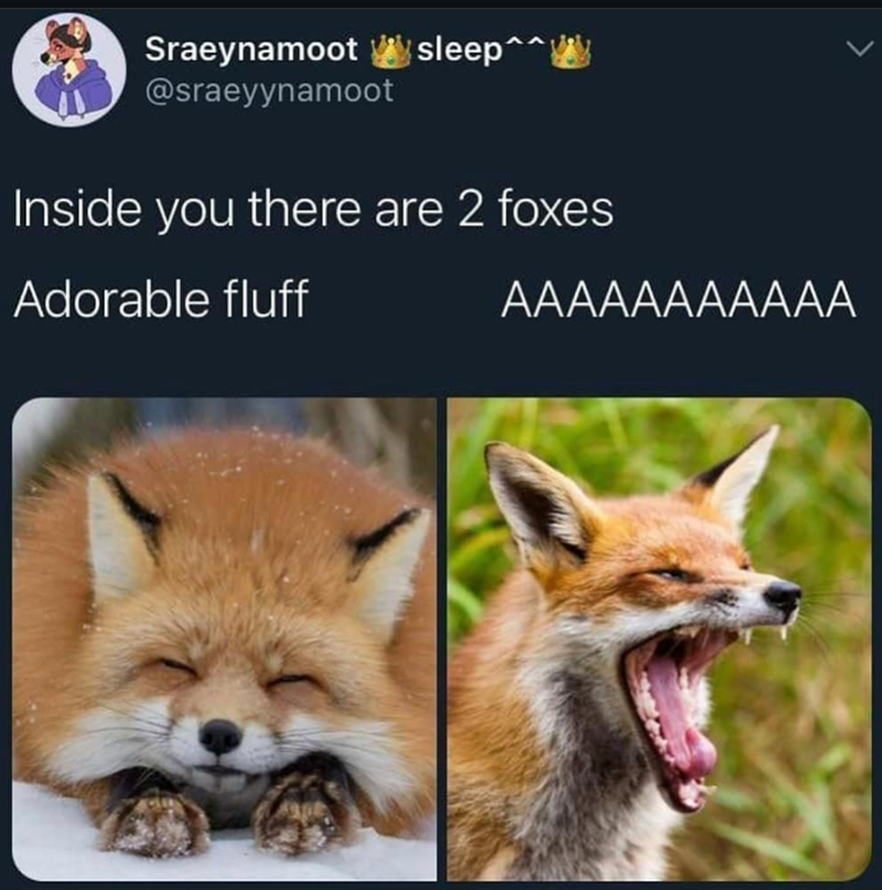Sraeynamoot sleep^^W @sraeyynamoot Inside you there are 2 foxes Adorable fluff AAAAAAAAAAA