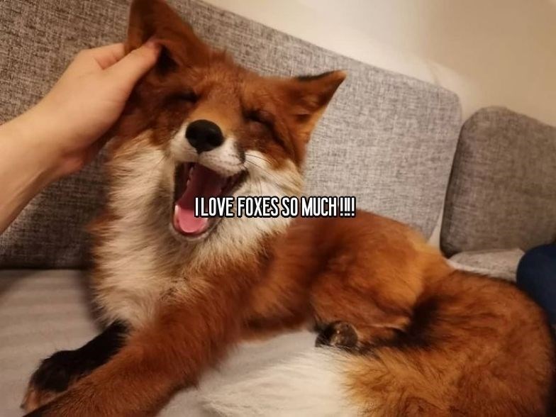 ILOVE FOXES SO MUCH!!!