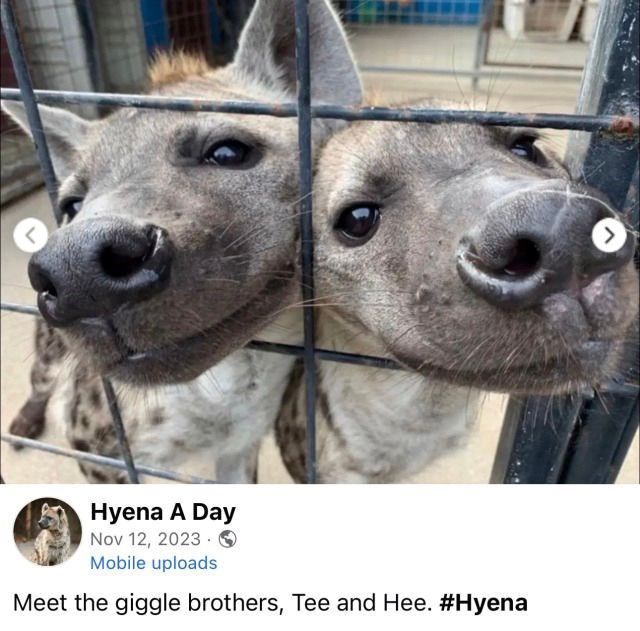 Hyena A Day Nov 12, 2023. Mobile uploads Meet the giggle brothers, Tee and Hee. #Hyena