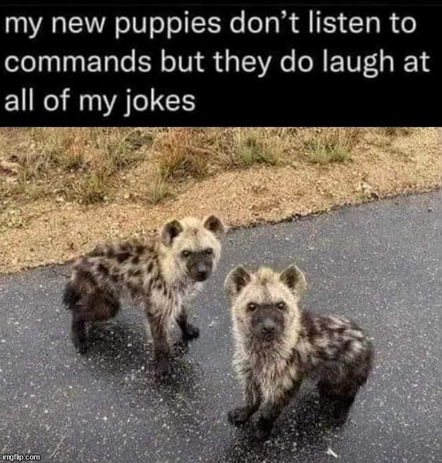 my new puppies don't listen to commands but they do laugh at all of my jokes imgflip.com