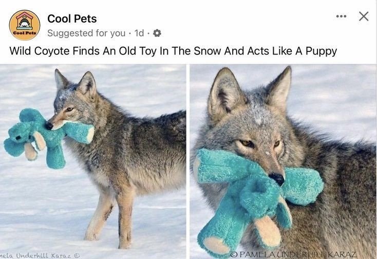 Cool Pets Cool Pets Suggested for you. 1d. ✡ Wild Coyote Finds An Old Toy In The Snow And Acts Like A Puppy nela Underhill Xaraz OPAMELA UNDERHILL KARAZ