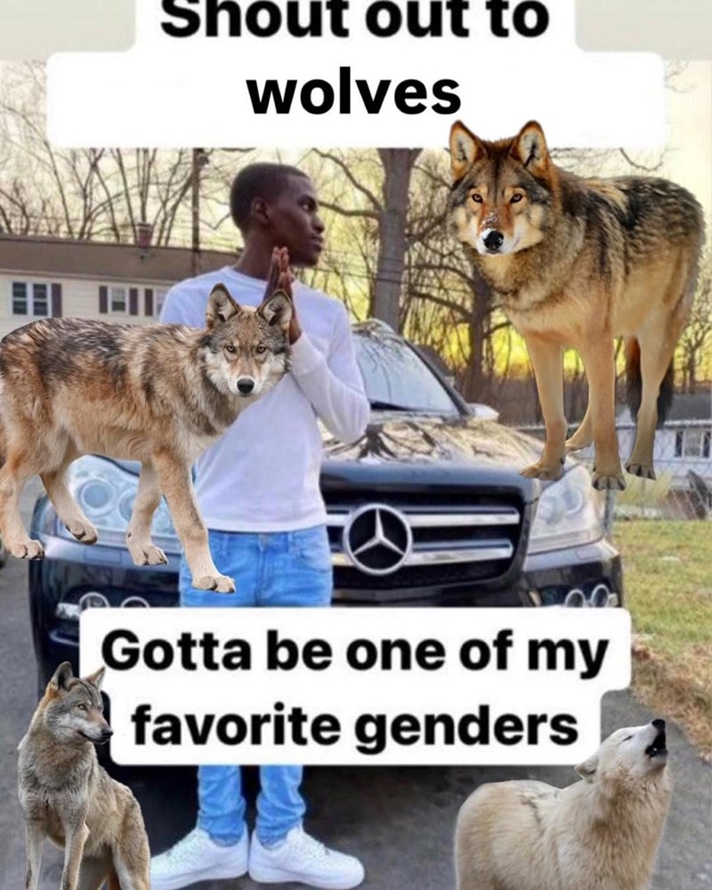 Shout out to wolves Gotta be one of my favorite genders