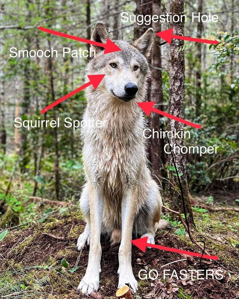 Smooch Patch Suggestion Hole Squirrel Spotten Chimkin Chomper GO FASTERS