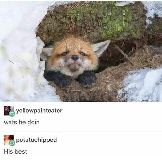 yellowpainteater wats he doin potatochipped His best