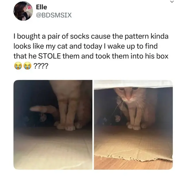 Elle @BDSMSIX > I bought a pair of socks cause the pattern kinda looks like my cat and today I wake up to find that he STOLE them and took them into his box ????