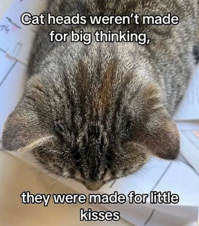 Cat heads weren't made for big thinking, they were made for little kisses