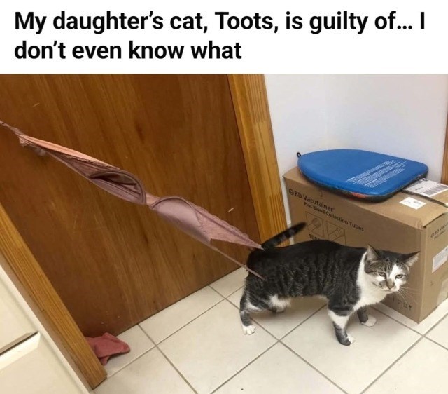 My daughter's cat, Toots, is guilty of... I don't even know what 9BD Vacutainer Plus Bood Collection Tubes 100