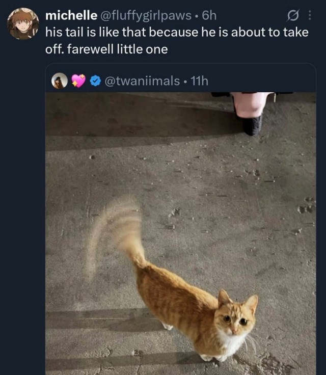 michelle @fluffygirlpaws • 6h his tail is like that because he is about to take off. farewell little one @twaniimals • 11h