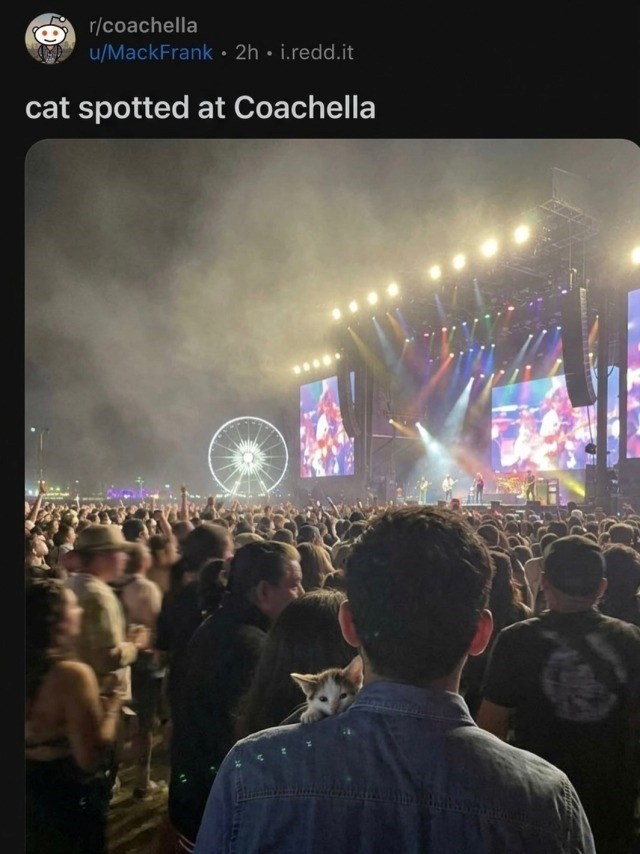 e r/coachella u/MackFrank • 2h. i.redd.it cat spotted at Coachella