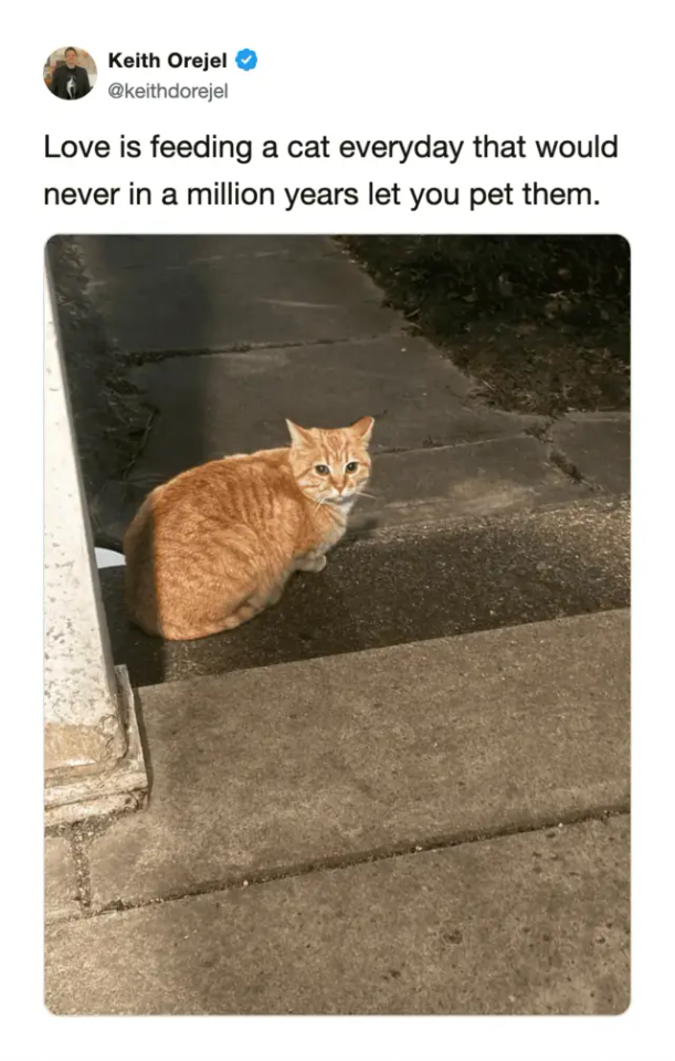 Keith Orejel @keithdorejel Love is feeding a cat everyday that would never in a million years let you pet them.
