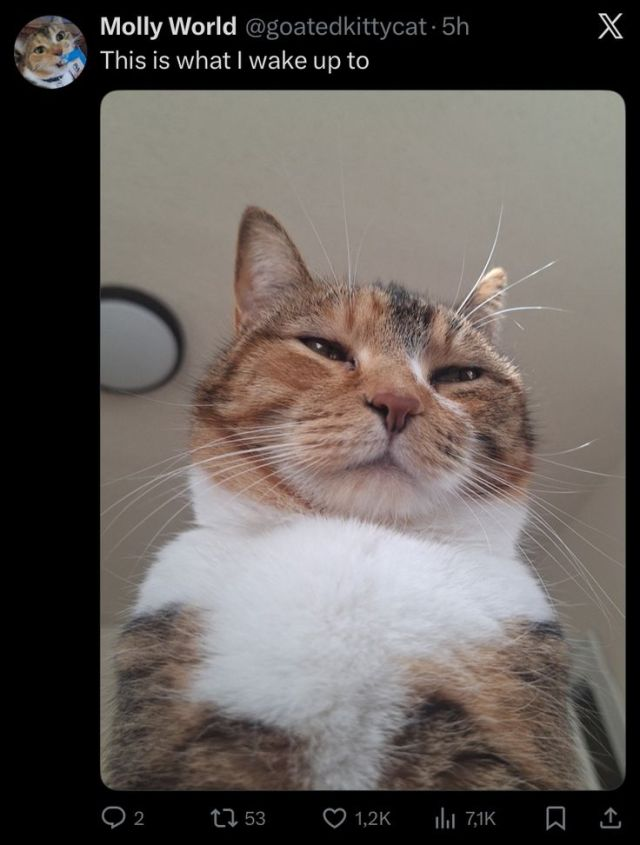 Molly World @goatedkittycat 5h This is what I wake up to X 2 153 1,2K 7,1K