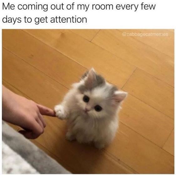 Me coming out of my room every few days to get attention @cabbagecatmemes