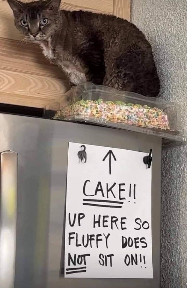 ↑ CAKE!! UP HERE SO FLUFFY DOES NOT SIT ON!!