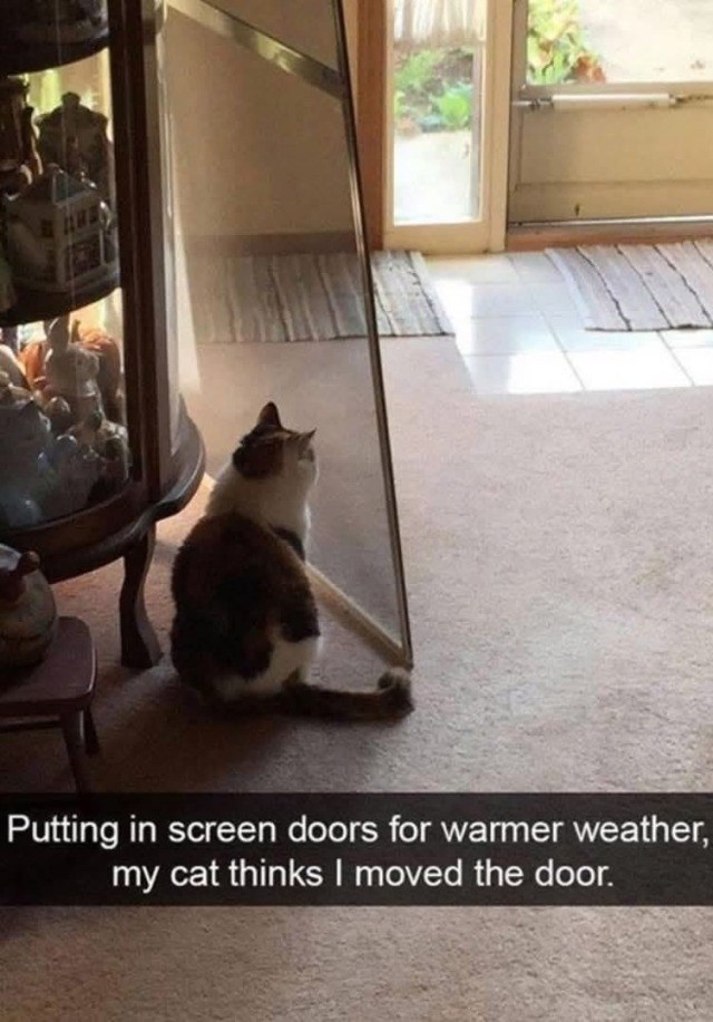 Putting in screen doors for warmer weather, my cat thinks I moved the door.