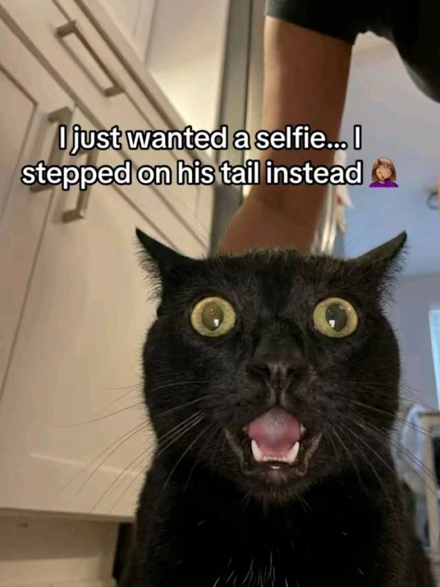 I just wanted a selfie... I stepped on his tail instead