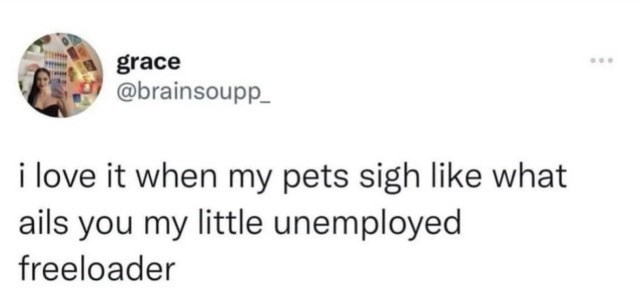 grace @brainsoupp i love it when my pets sigh like what ails you my little unemployed freeloader