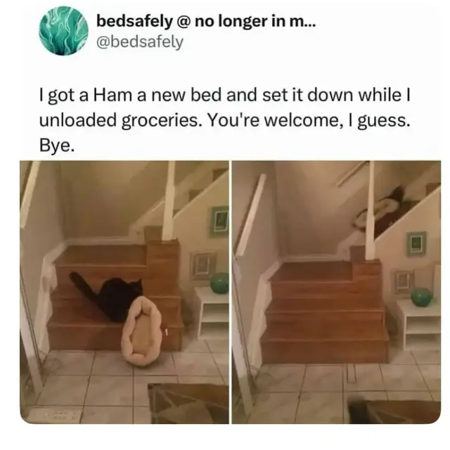 bedsafely @ no longer in m... @bedsafely I got a Ham a new bed and set it down while I unloaded groceries. You're welcome, I guess. Bye.