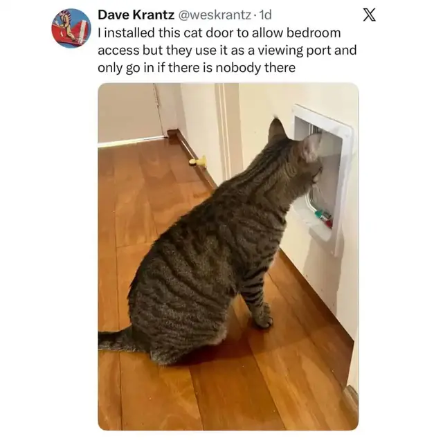 Dave Krantz @weskrantz. 1d I installed this cat door to allow bedroom access but they use it as a viewing port and only go in if there is nobody there X