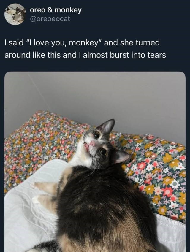 oreo & monkey @oreoeocat I said "I love you, monkey" and she turned around like this and I almost burst into tears
