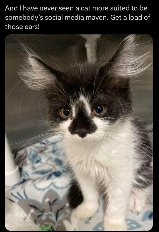 And I have never seen a cat more suited to be somebody's social media maven. Get a load of those ears!