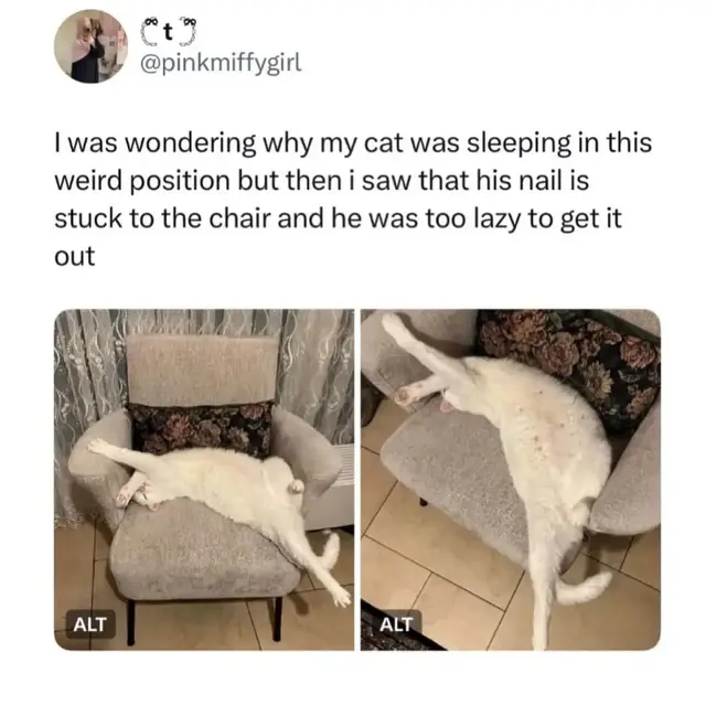 Ct @pinkmiffygirl I was wondering why my cat was sleeping in this weird position but then i saw that his nail is stuck to the chair and he was too lazy to get it out ALT ALT