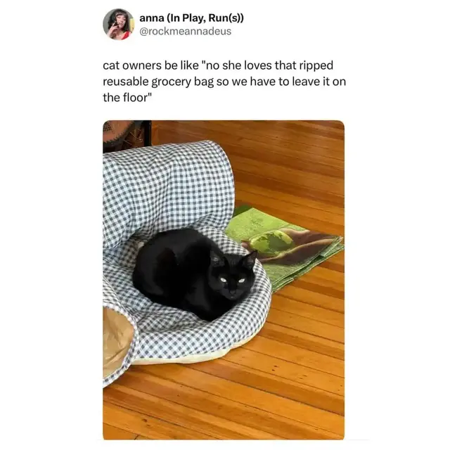 anna (In Play, Run(s)) @rockmeannadeus cat owners be like "no she loves that ripped reusable grocery bag so we have to leave it on the floor"