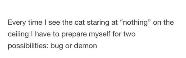 Every time I see the cat staring at "nothing" on the ceiling I have to prepare myself for two possibilities: bug or demon