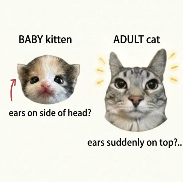 T BABY kitten ADULT cat ears on side of head? ears suddenly on top?..