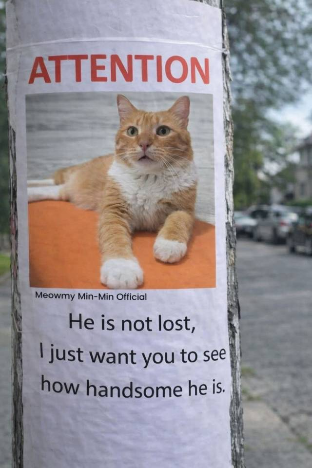 ATTENTION Meowmy Min-Min Official He is not lost, I just want you to see how handsome he is.