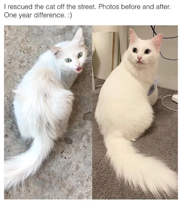 I rescued the cat off the street. Photos before and after. One year difference. :)