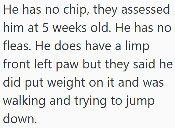 He has no chip, they assessed him at 5 weeks old. He has no fleas. He does have a limp front left paw but they said he did put weight on it and was walking and trying to jump down.