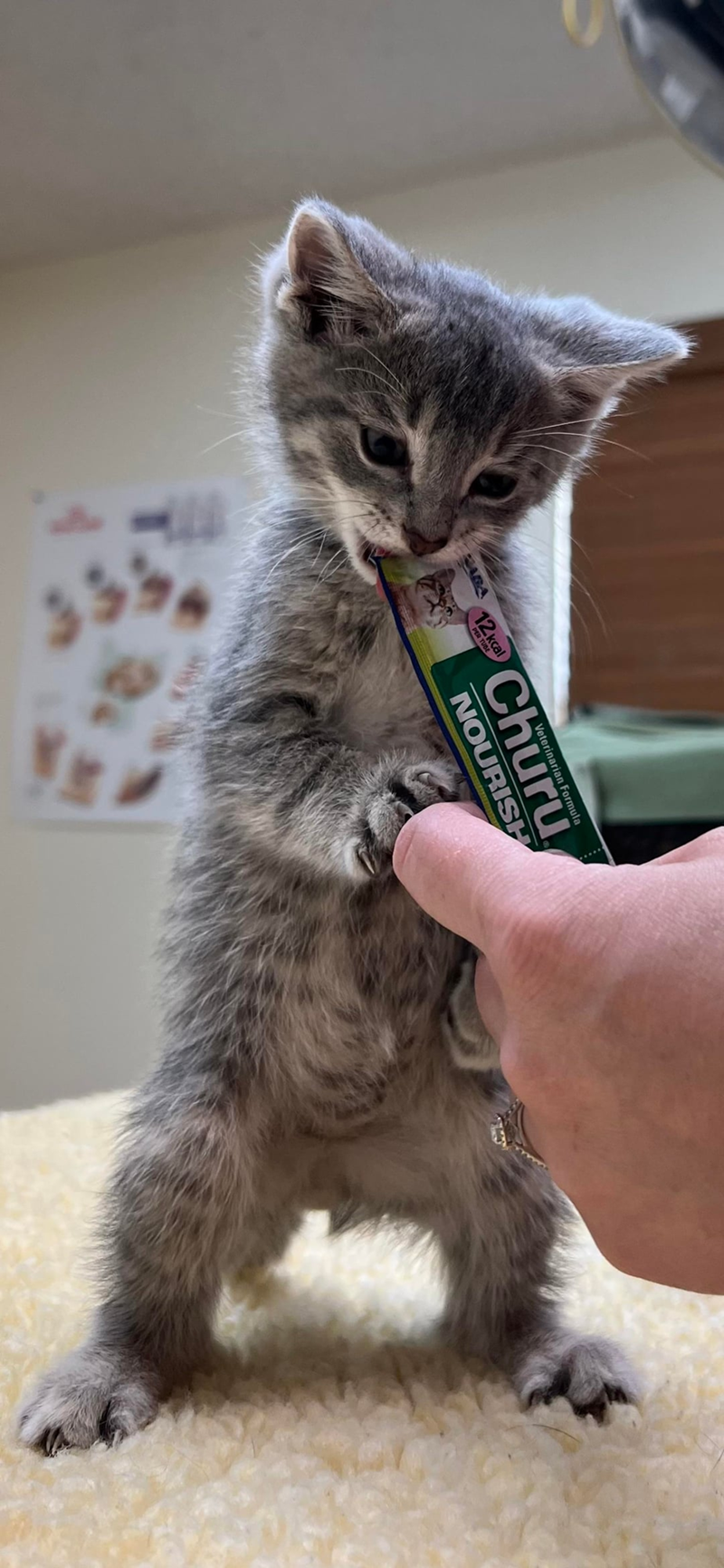 ZABA 12kcal PER TUBE Veterinarian Formula Churu NOURISH