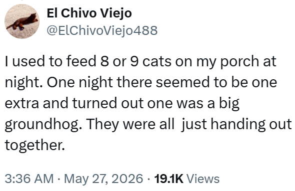 El Chivo Viejo @ElChivoViejo488 I used to feed 8 or 9 cats on my porch at night. One night there seemed to be one extra and turned out one was a big groundhog. They were all just handing out together. 3:36 AM May 27, 2026 · 19.1K Views •