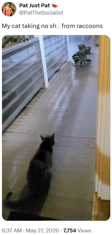 Pat Just Pat @PatTheSocialist My cat taking no sh from raccoons . • 6:37 AM ⚫ May 27, 2026 7,754 Views
