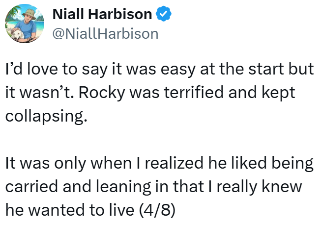 Niall Harbison @NiallHarbison I'd love to say it was easy at the start but it wasn't. Rocky was terrified and kept collapsing. It was only when I realized he liked being carried and leaning in that I really knew he wanted to live (4/8)