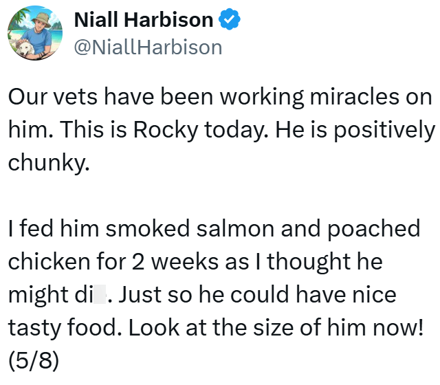 Niall Harbison @NiallHarbison Our vets have been working miracles on him. This is Rocky today. He is positively chunky. I fed him smoked salmon and poached chicken for 2 weeks as I thought he might di. Just so he could have nice tasty food. Look at the size of him now! (5/8)