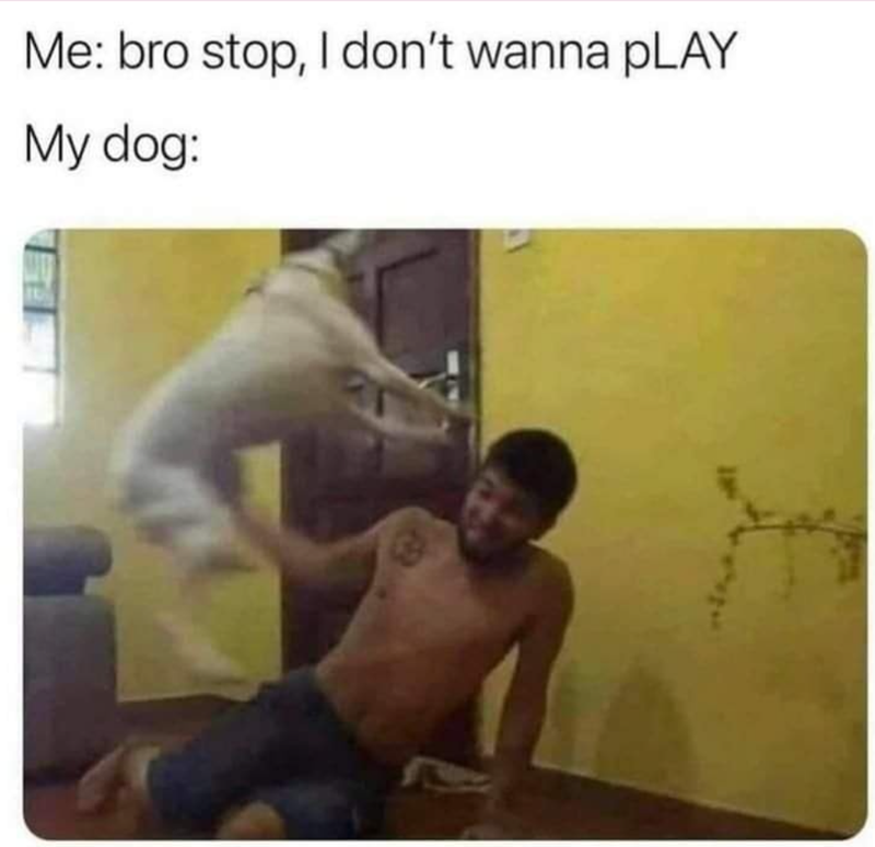 Me: bro stop, I don't wanna pLAY My dog: