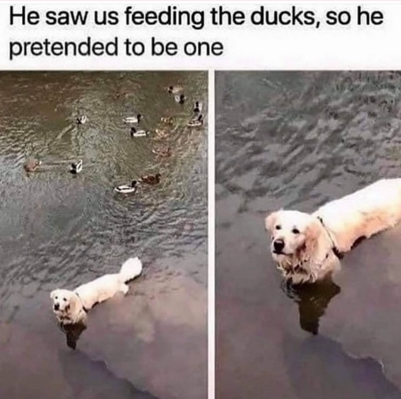 He saw us feeding the ducks, so he pretended to be one