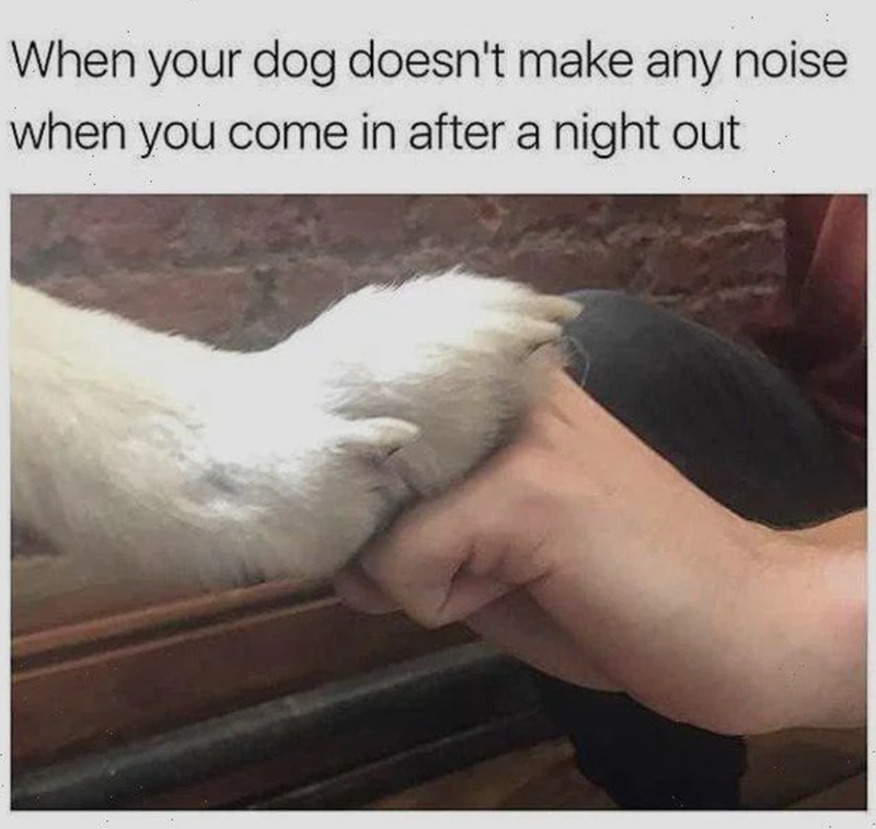When your dog doesn't make any noise when you come in after a night out