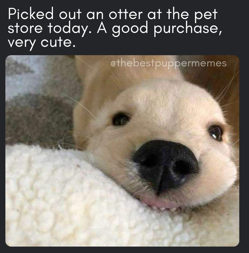Picked out an otter at the pet store today. A good purchase, very cute. athebestpuppermemes