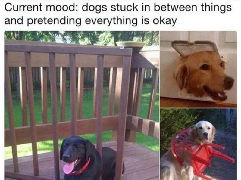 Current mood: dogs stuck in between things and pretending everything is okay