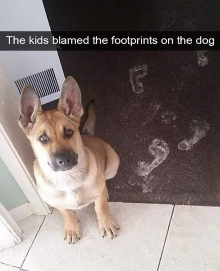 The kids blamed the footprints on the dog