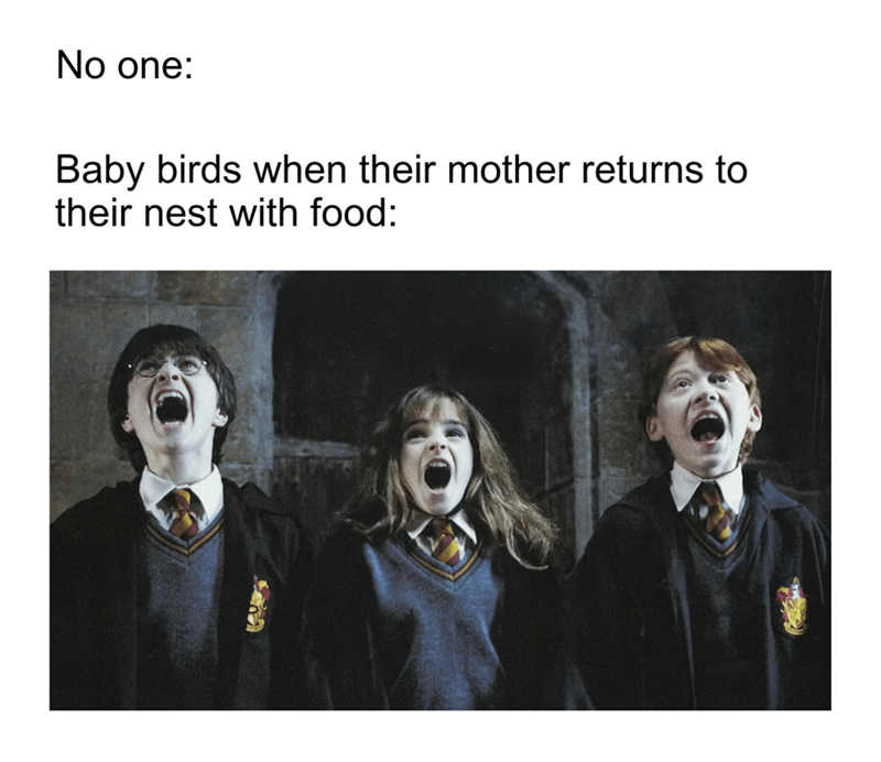 No one: Baby birds when their mother returns to their nest with food: