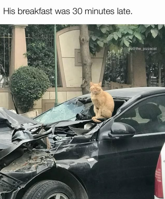 His breakfast was 30 minutes late. @the_pizzacat
