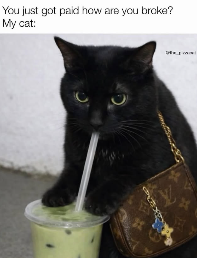 You just got paid how are you broke? My cat: 路 @the_pizzacat