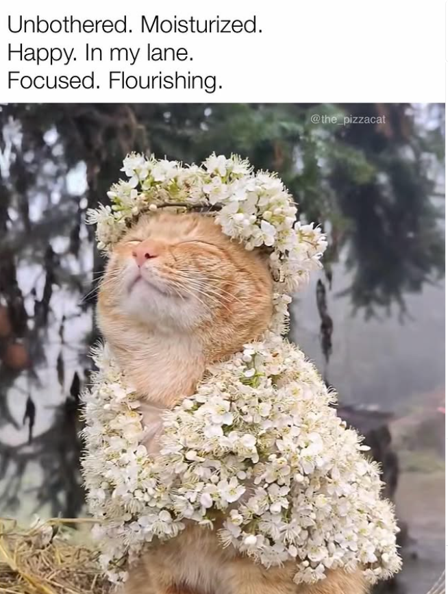Unbothered. Moisturized. Happy. In my lane. Focused. Flourishing. @the_pizzacat